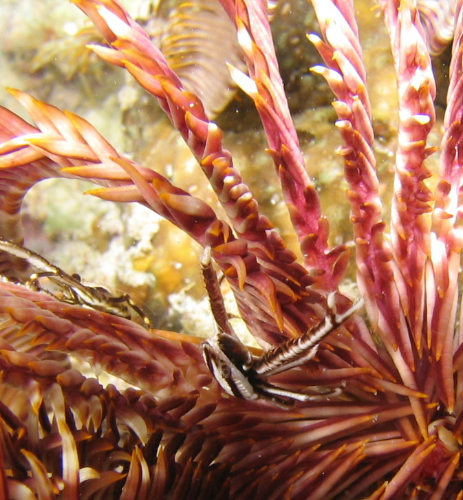 Squat Lobster in Feather Star