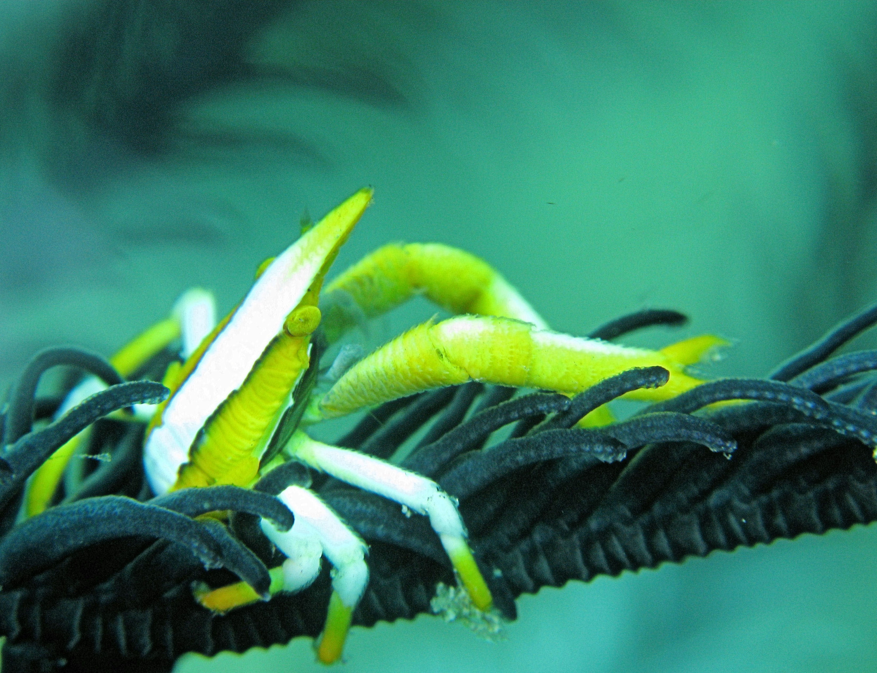 Squat lobster on crinoid