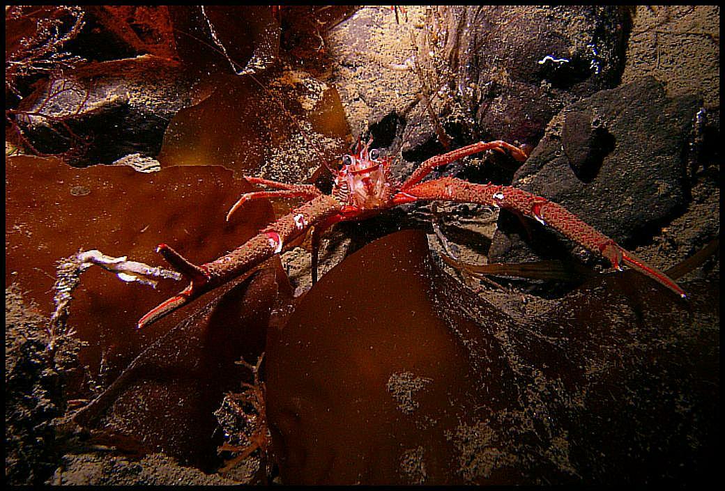 Squat Lobster