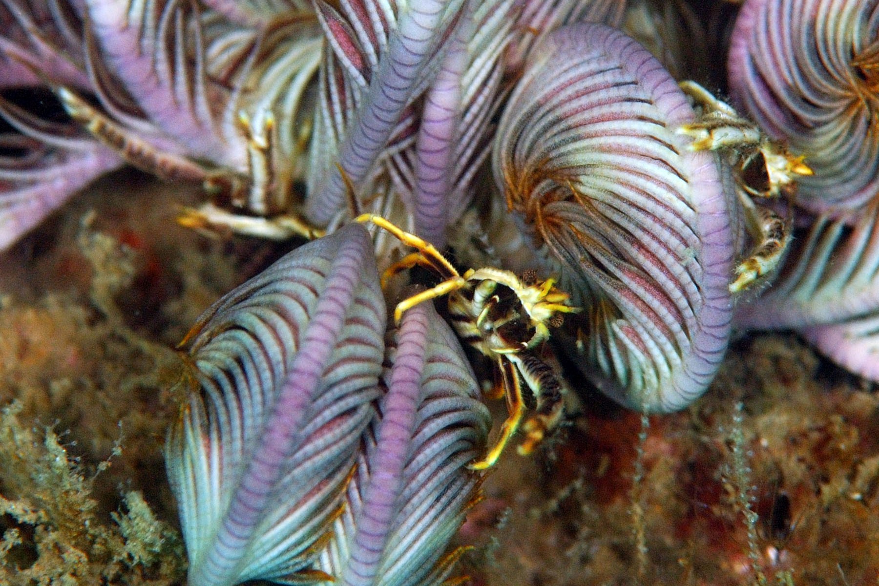 squat lobster