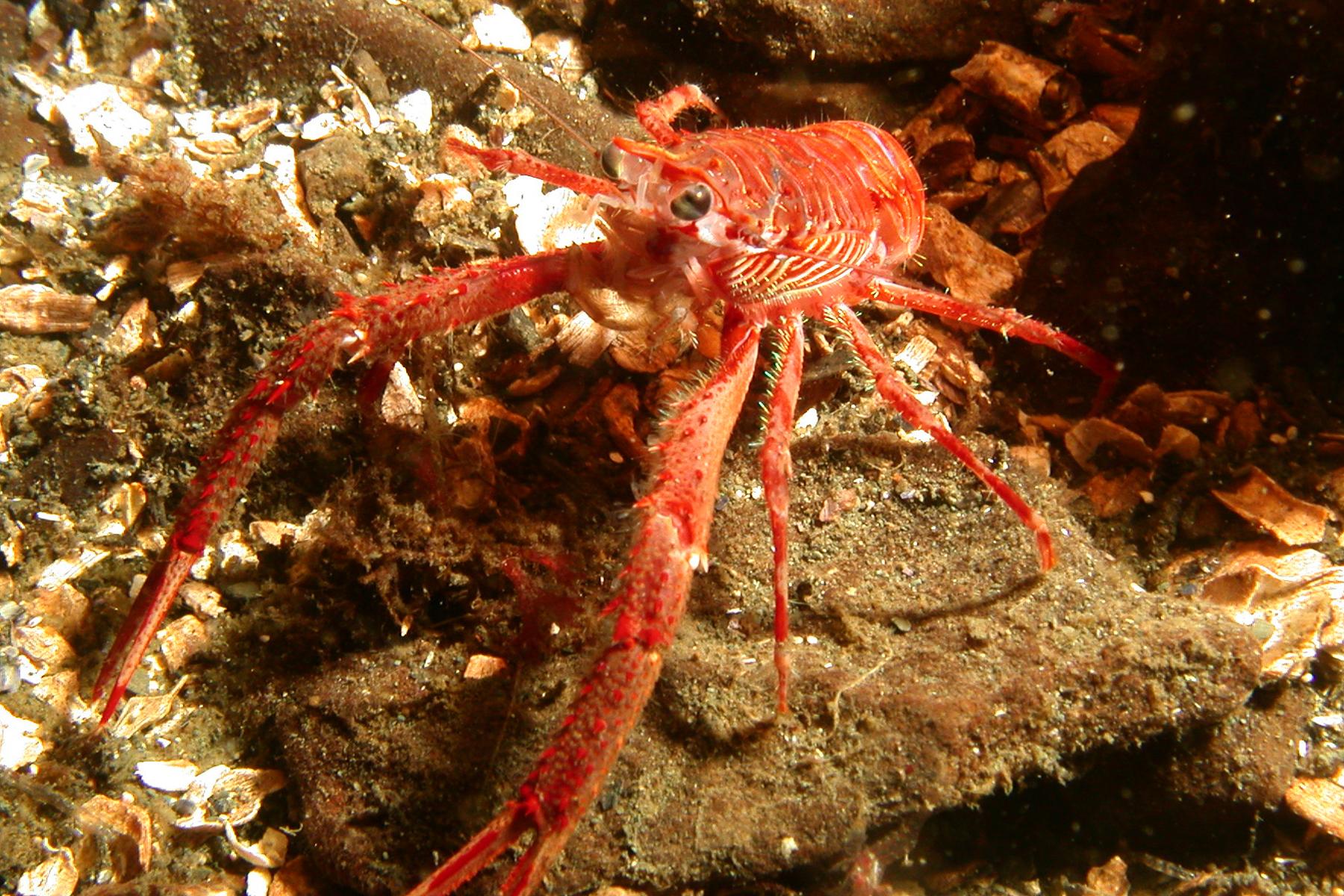 Squat Lobster