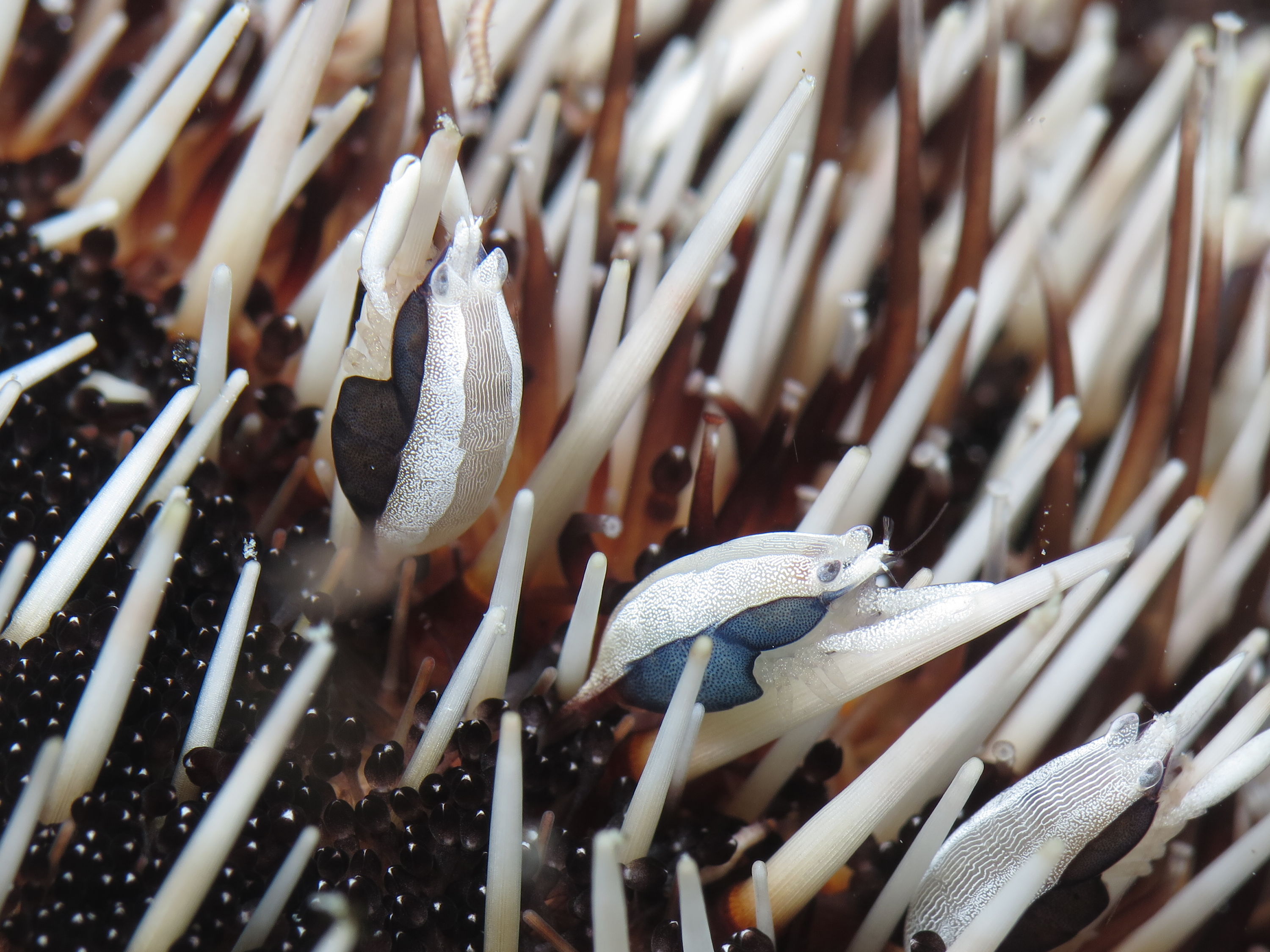 squat urchin shrimp