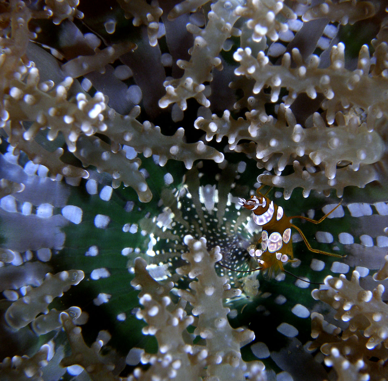 Squat_Shrimp_On_Anemone_2