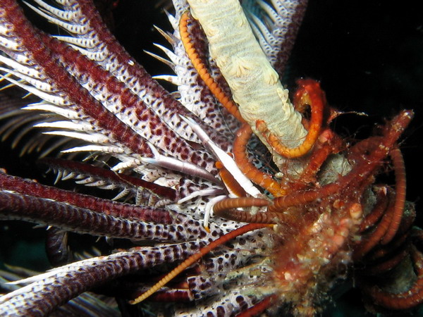 Squate Lobster on Crinoid