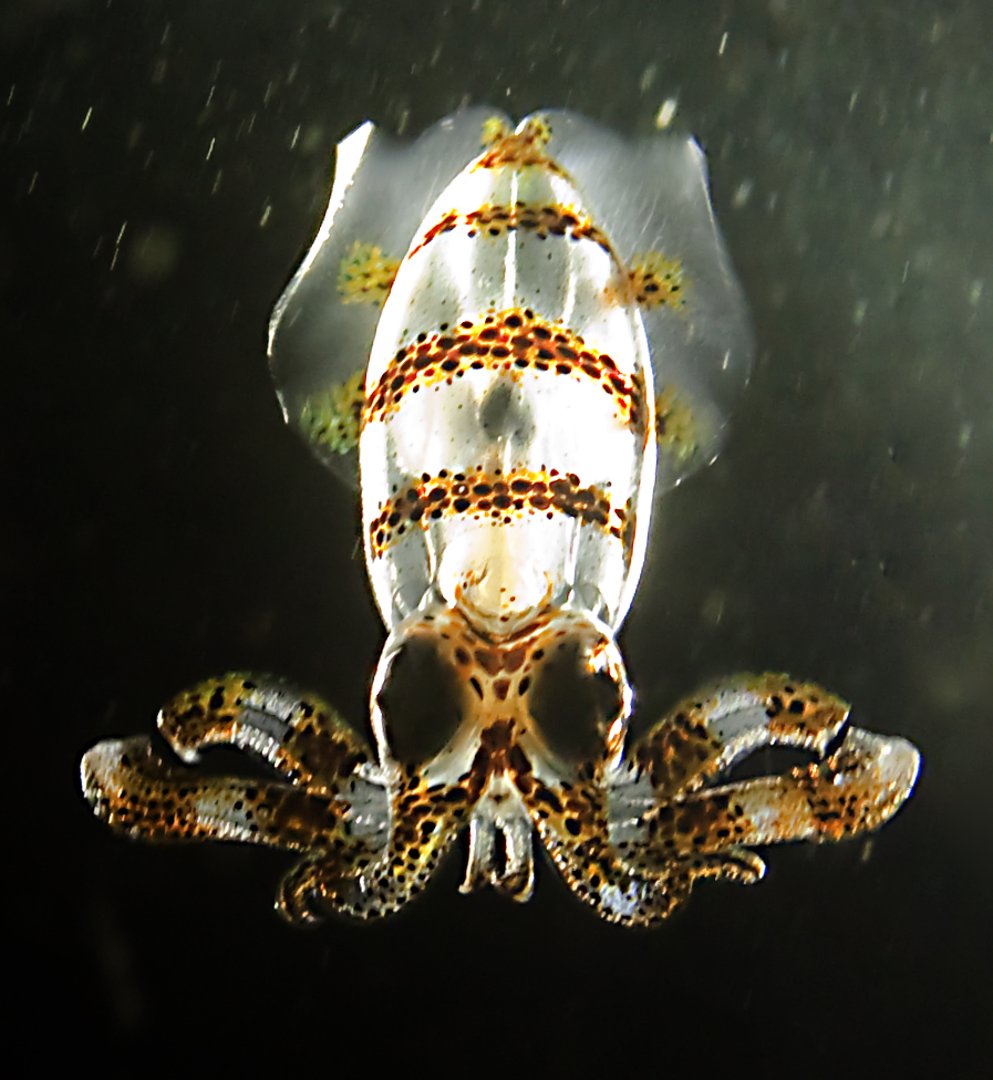 Squid backlit by dive torch