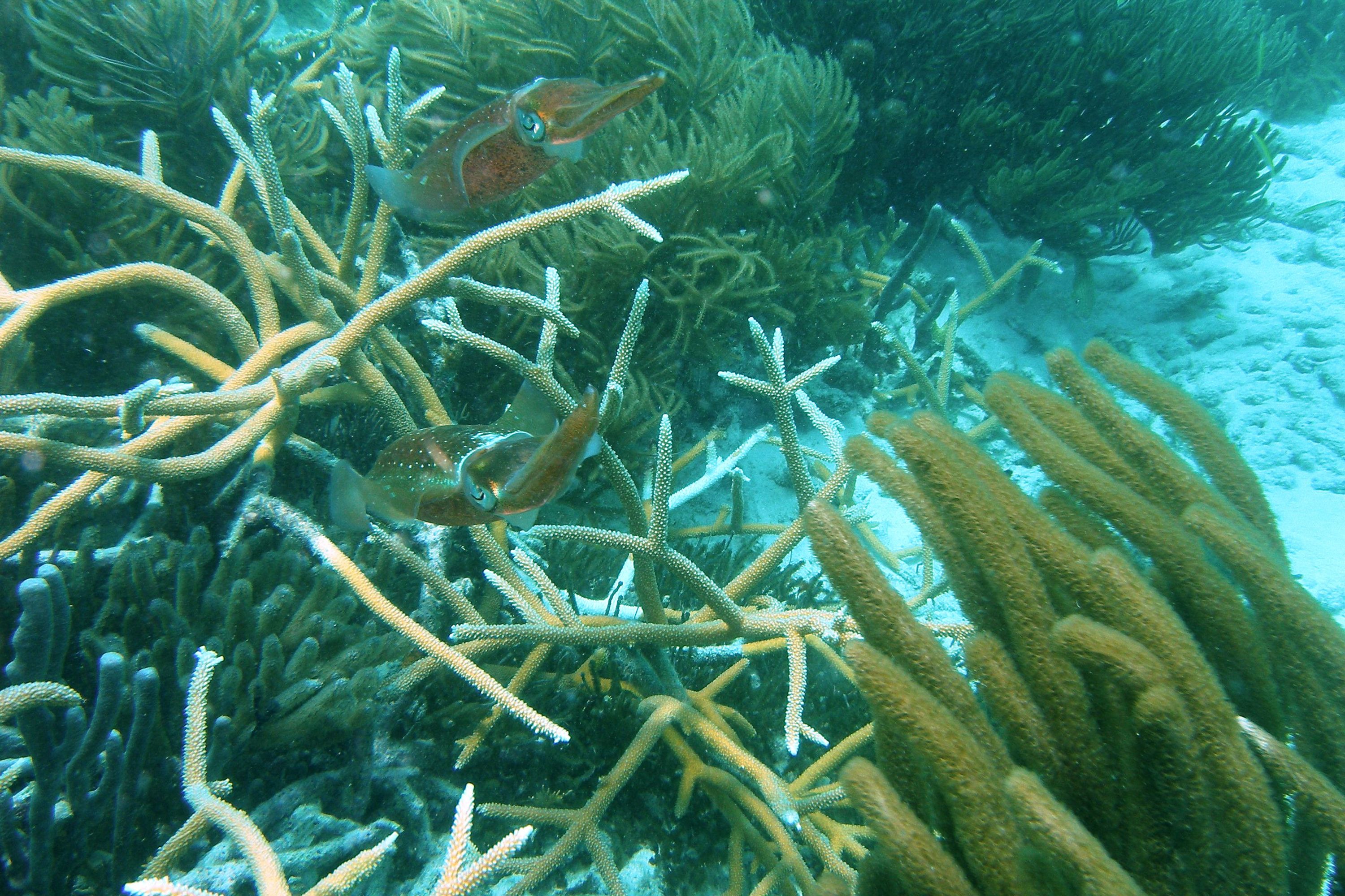 Squid-Bonaire_2007_