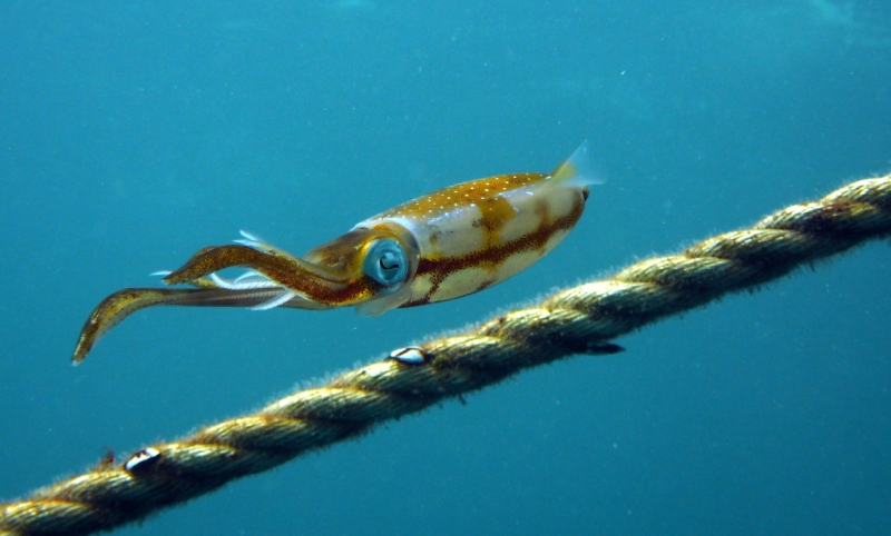 Squid making a safety stop at 15 feet