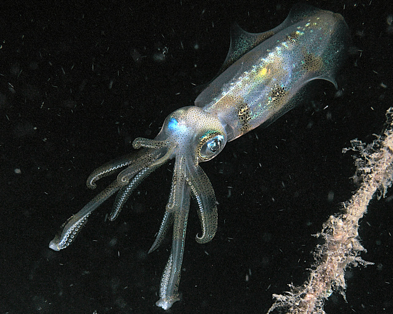 Squid on Witu Island cone