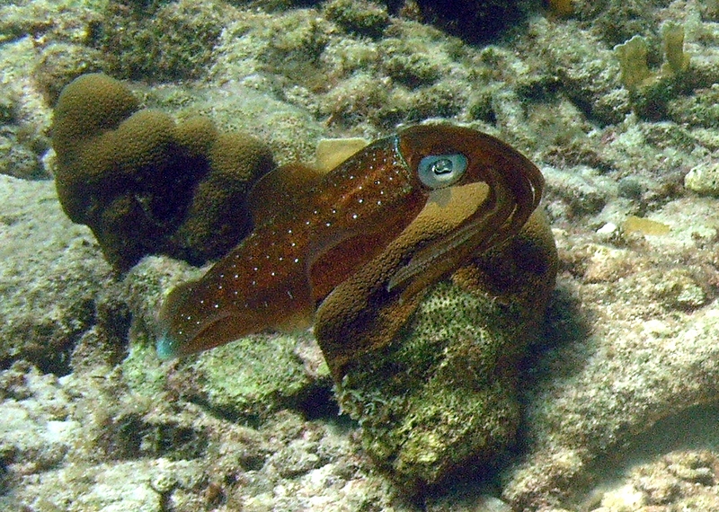squid