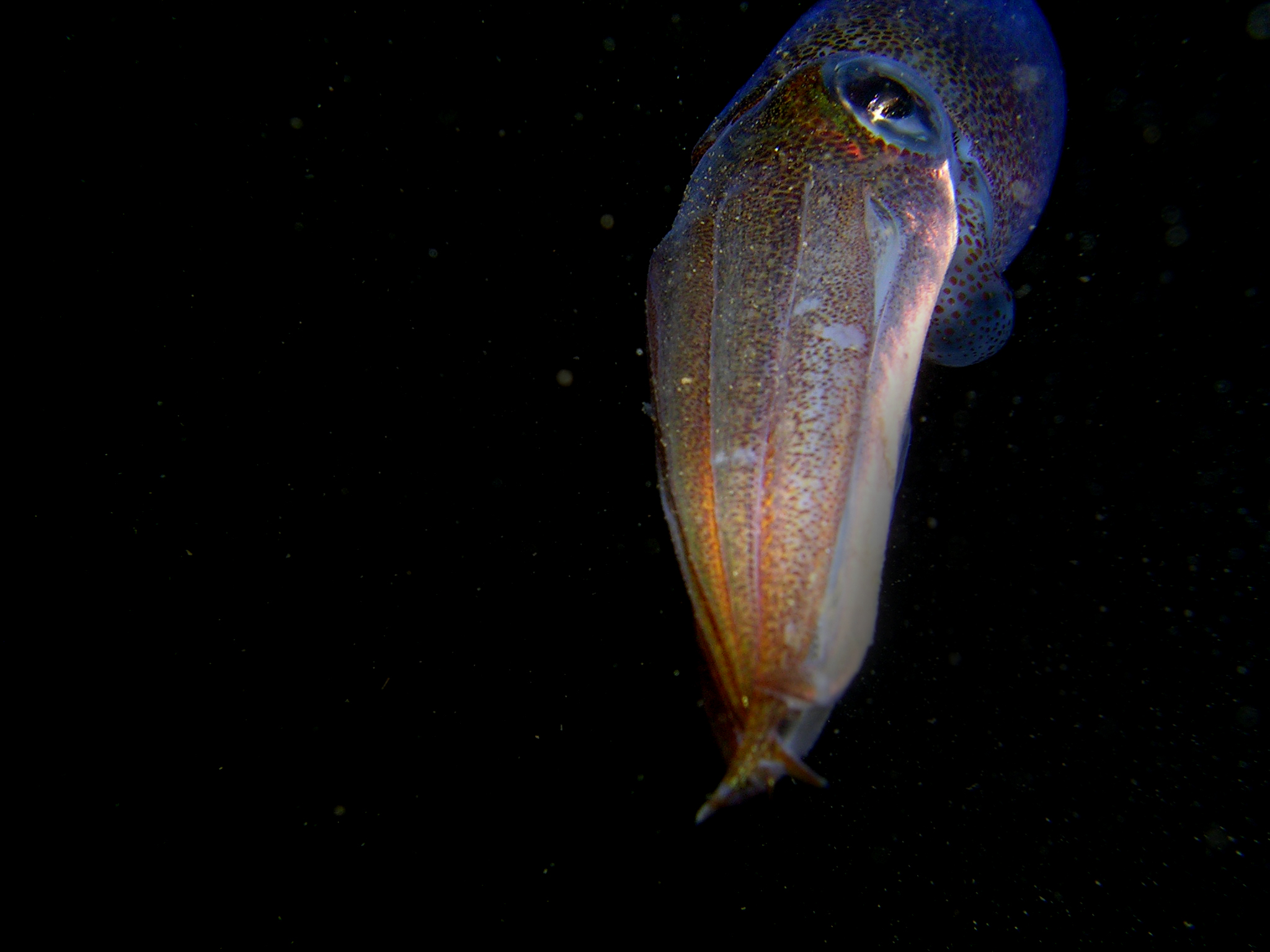 squid41