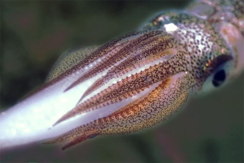 squid_with_egg_crop