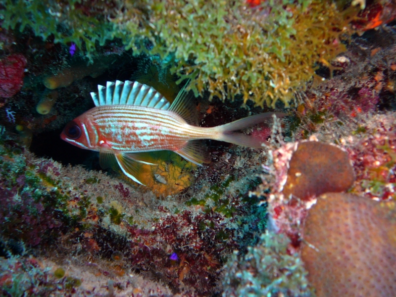 Squirel Fish in the Bahamas