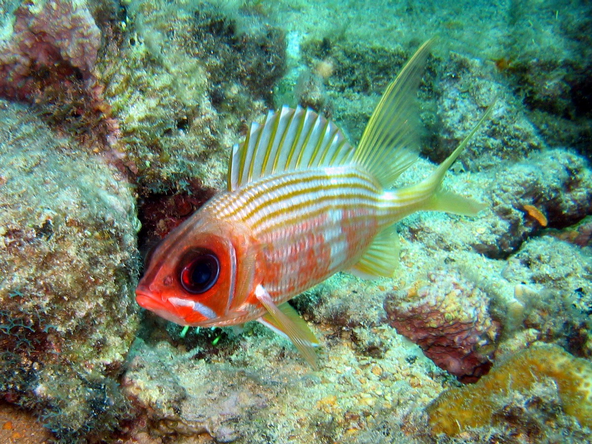 Squirlfish