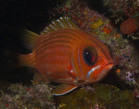 squirreifish