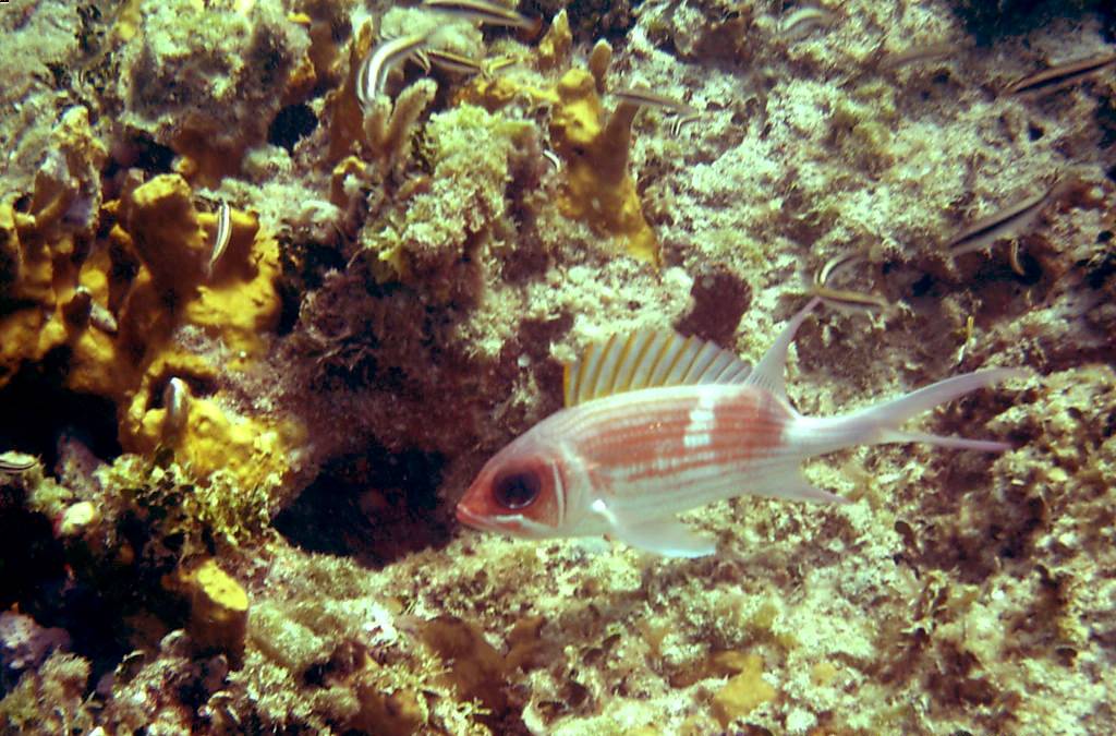 Squirrelfish (Cococay, Bahamas 083104)