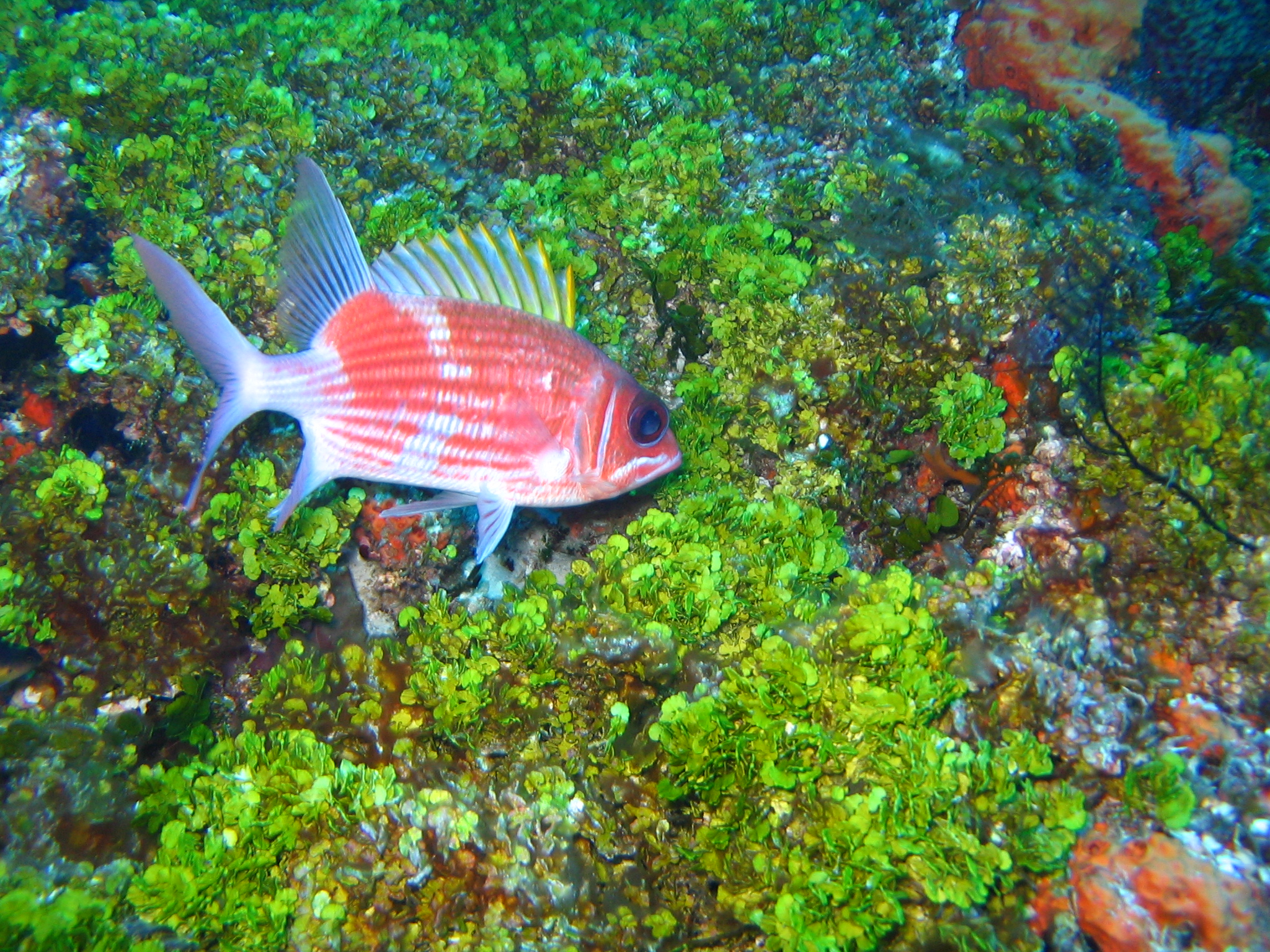 Squirrelfish, Holocentrus adescensionis