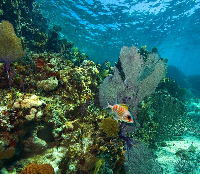 Squirrelfish