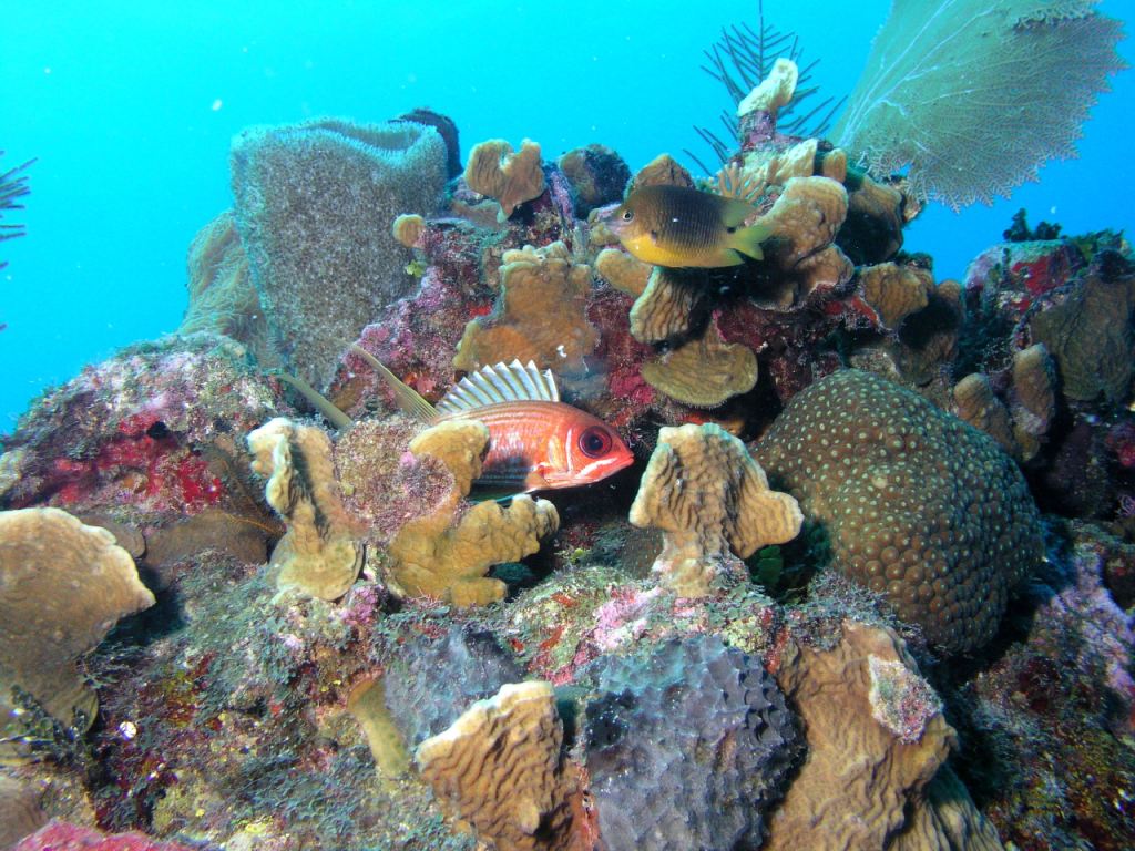 Squirrelfish