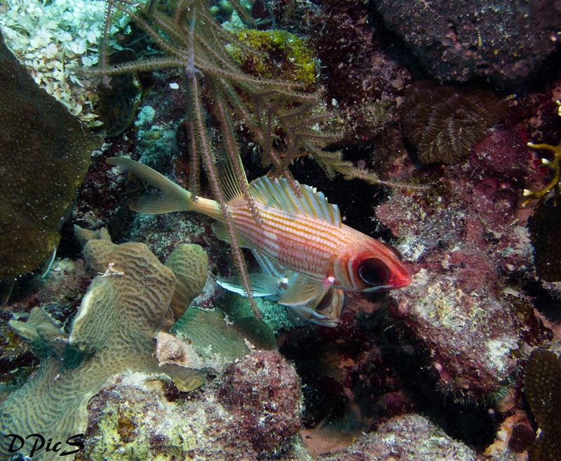 Squirrelfish