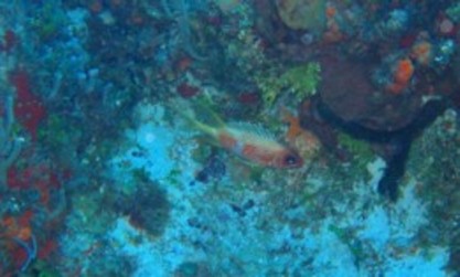 squirrelfish