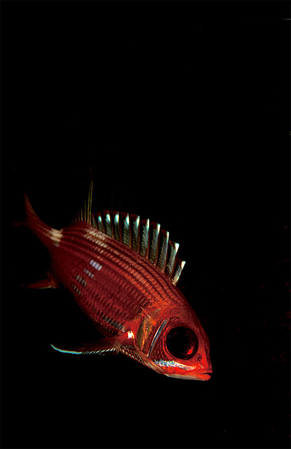 Squirrelfish