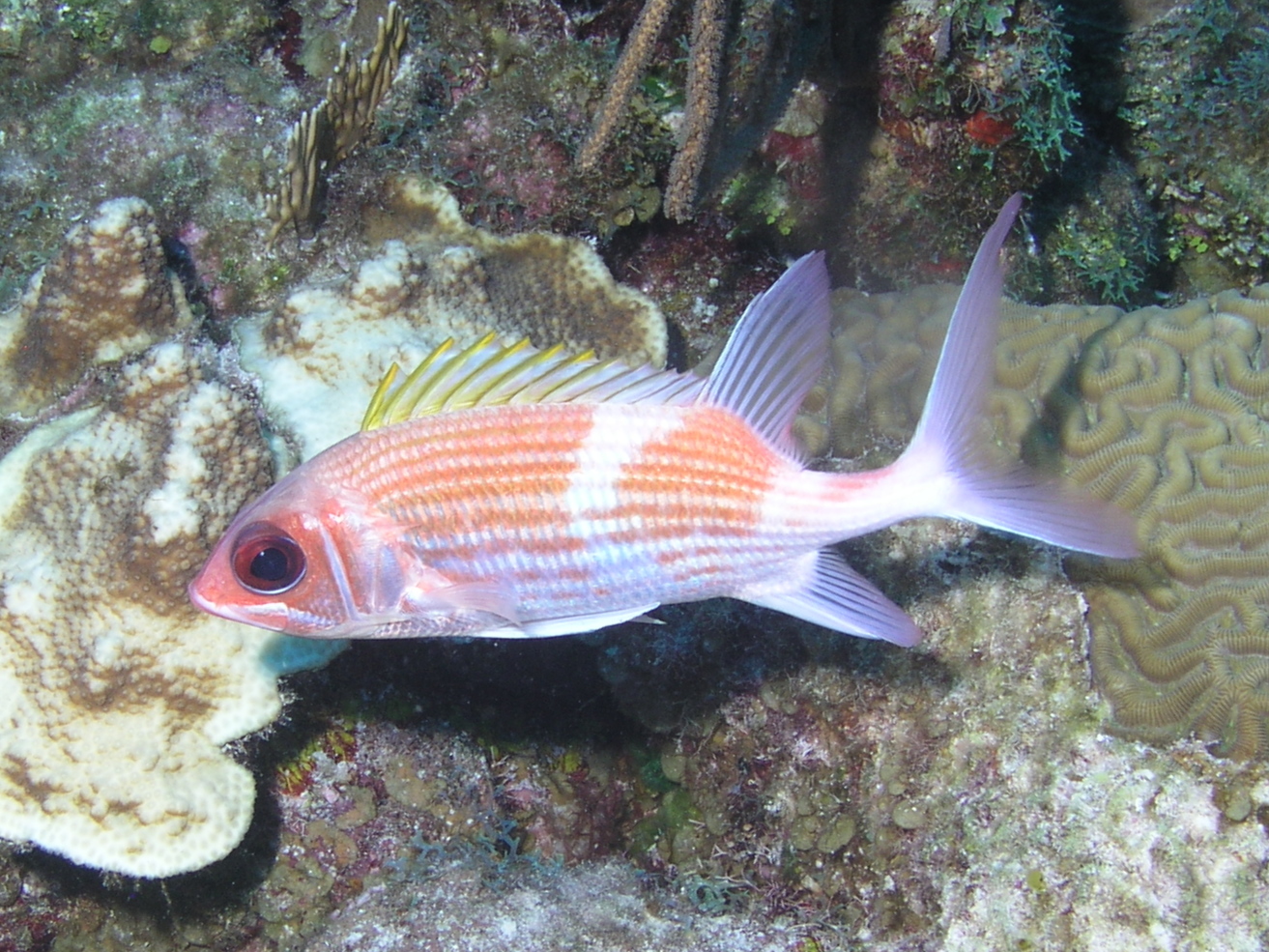 Squirrelfish