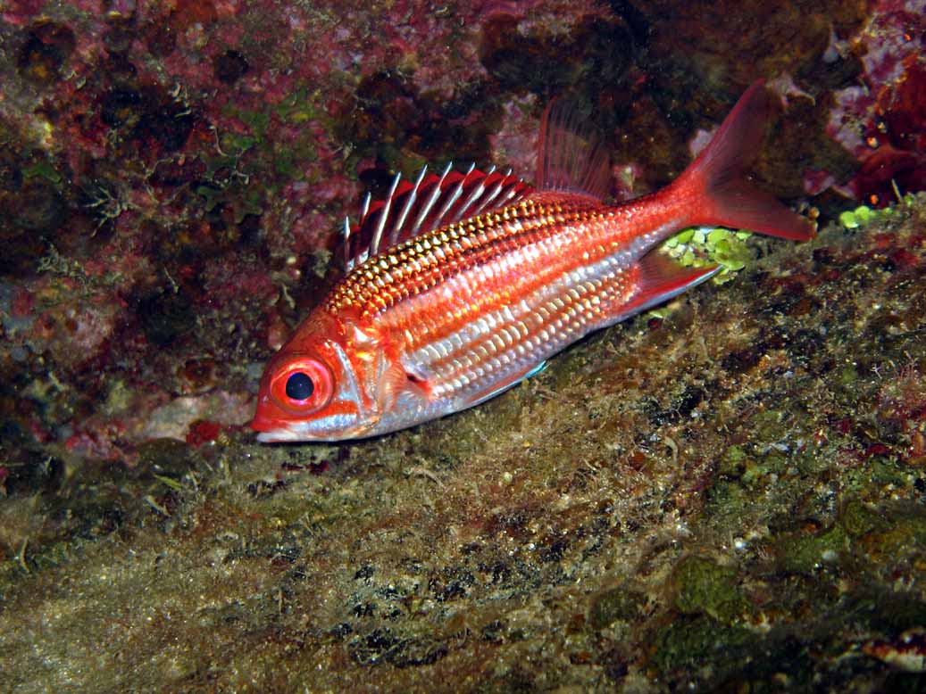 Squirrelfish