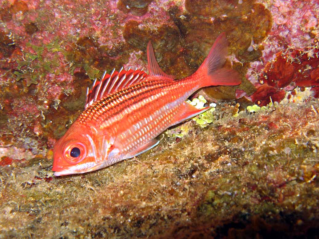 Squirrelfish