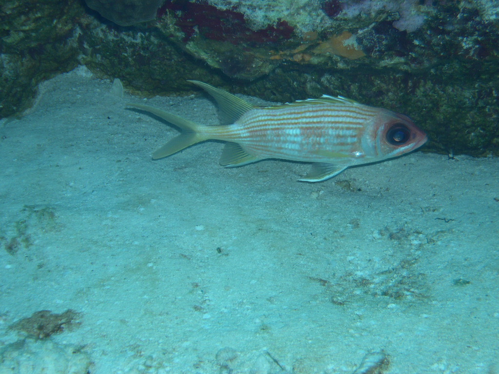 Squirrelfish