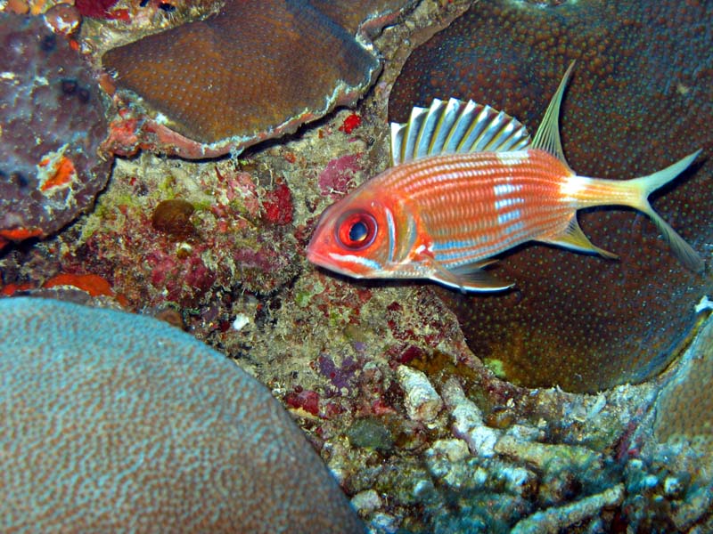 Squirrelfish