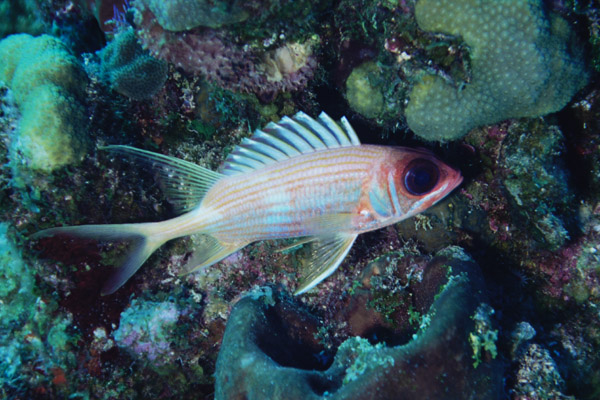 Squirrelfish