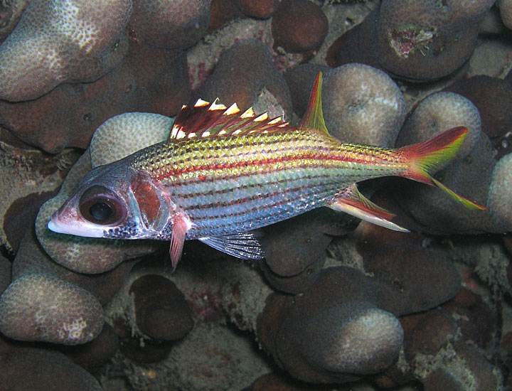 Squirrelfish