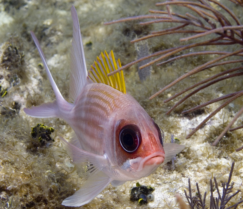 Squirrelfish