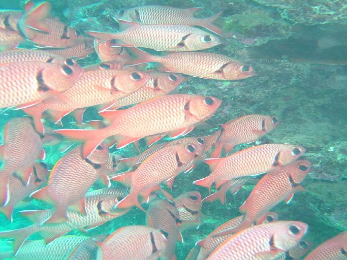 Squirrelfish