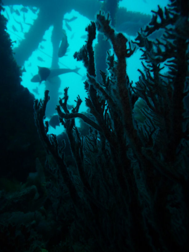 SS Coogee wreck