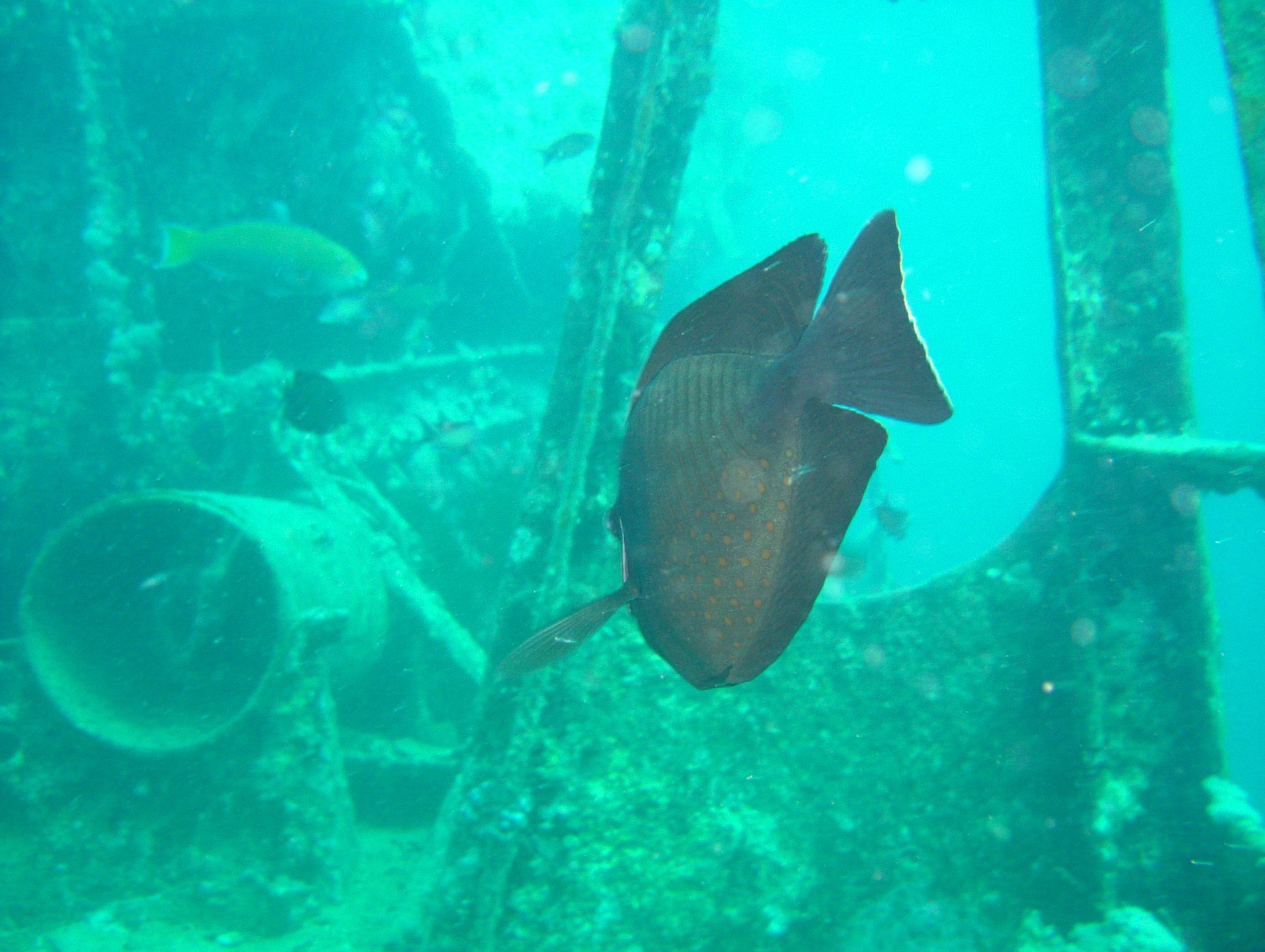 SS Thistlegorm, Red Sea