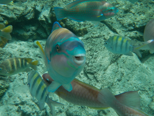 st. thomas coki beach