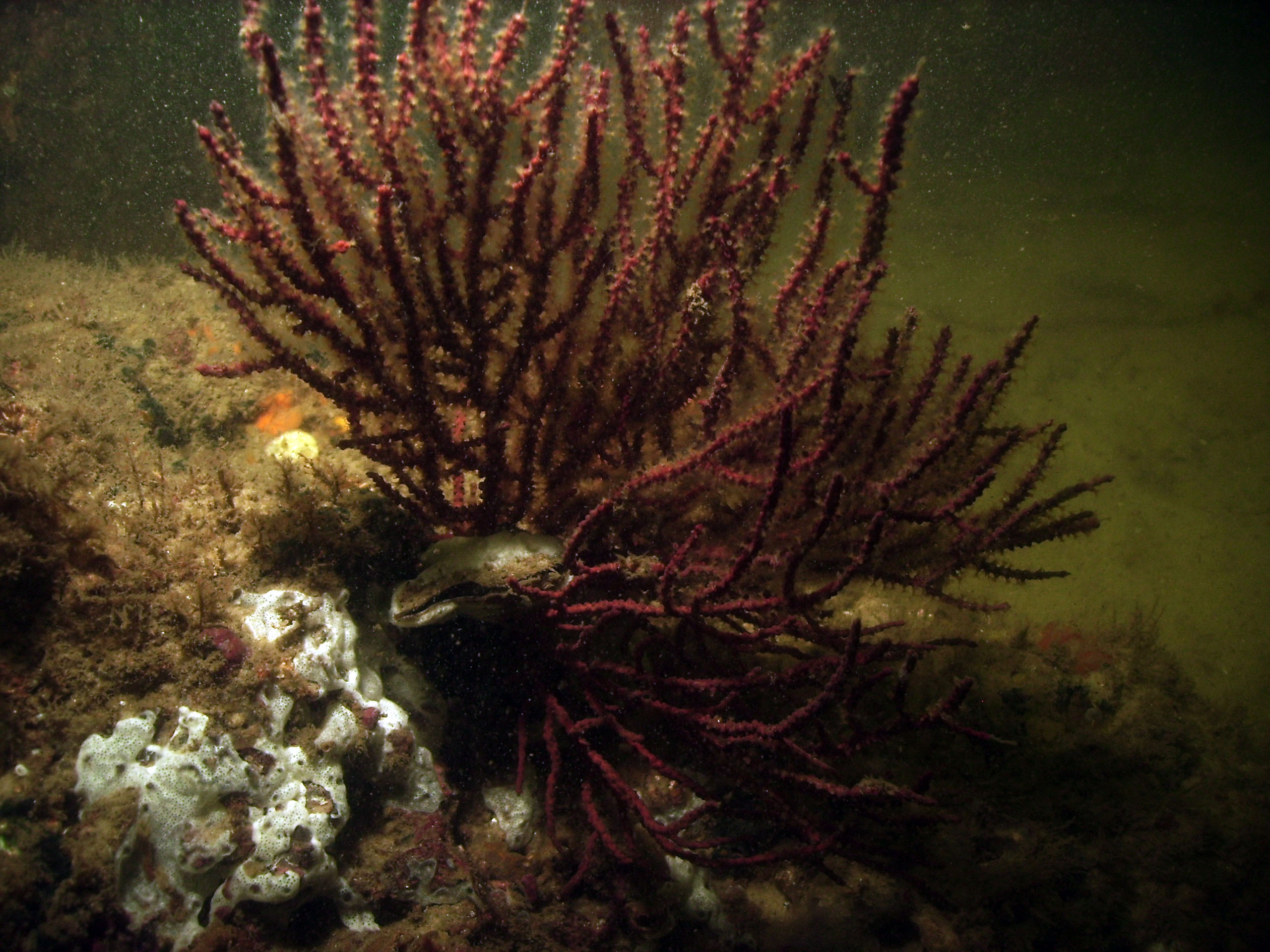 st_andrews_sea_fan