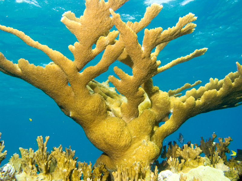 Staghorn-Coral