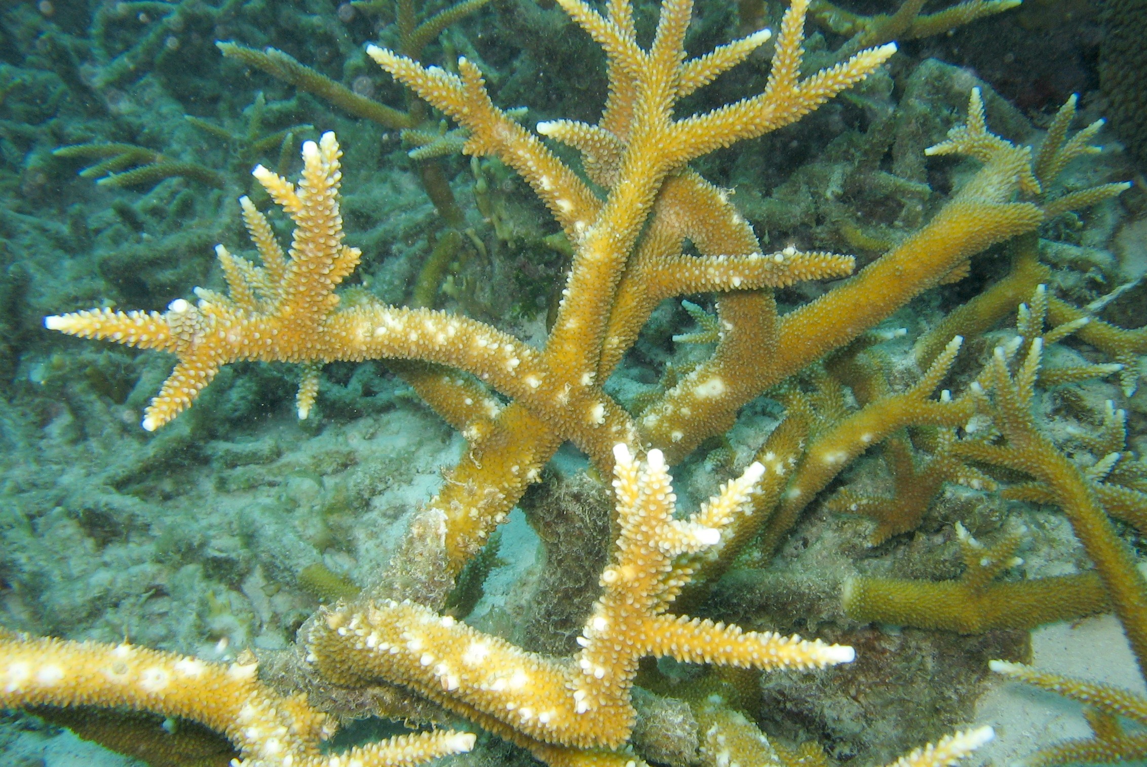 Staghorn Coral