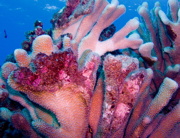 Staghorn_Coral_PB030011
