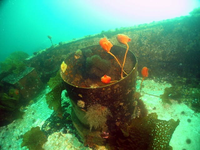 Stalked Tunicates on the Wreck