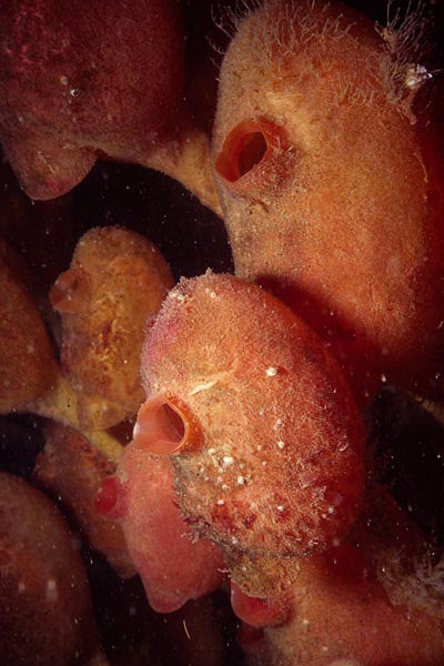 Stalked Tunicates