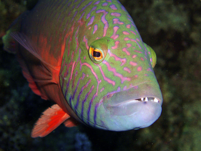 Stalking fish at Kadena