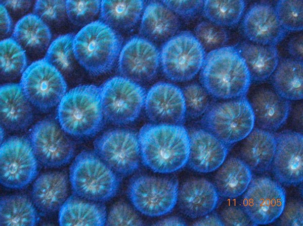 Star Coral Closeup Bonaire
