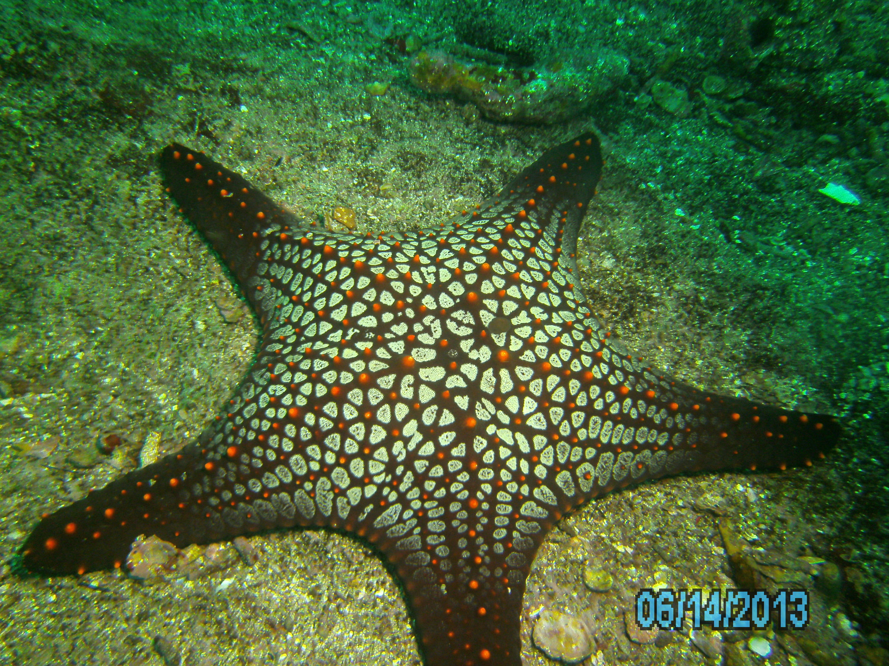 Star fish Galapagos