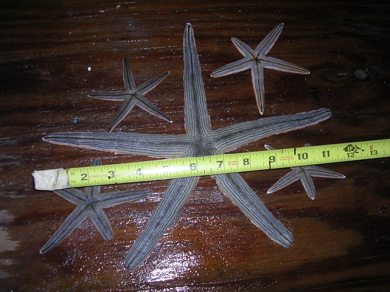 Star Fish I Found