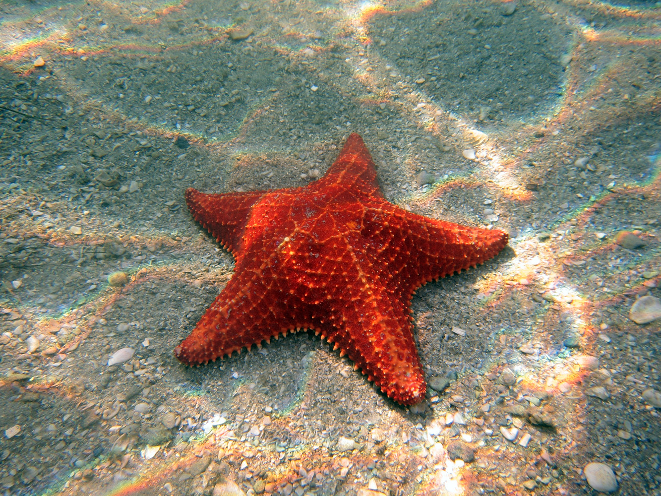 Star Fish