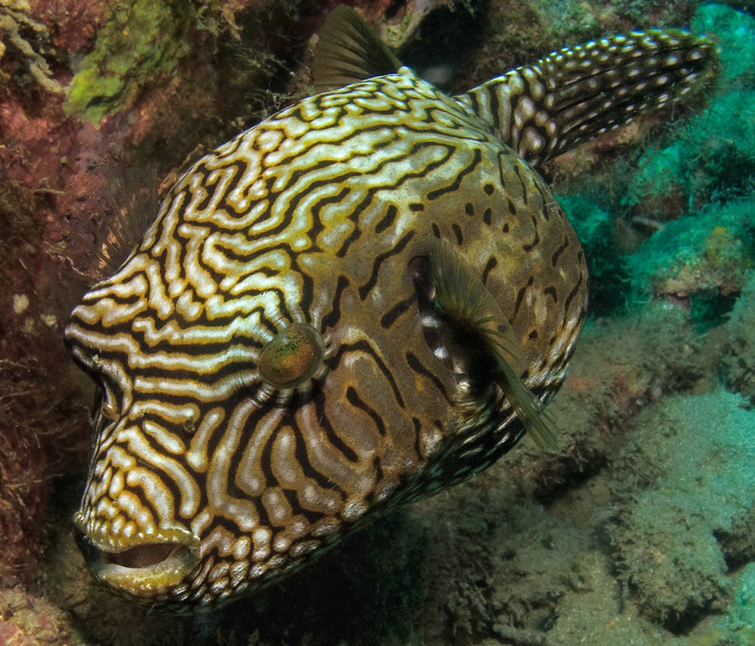 Star Puffer (Juvenile)