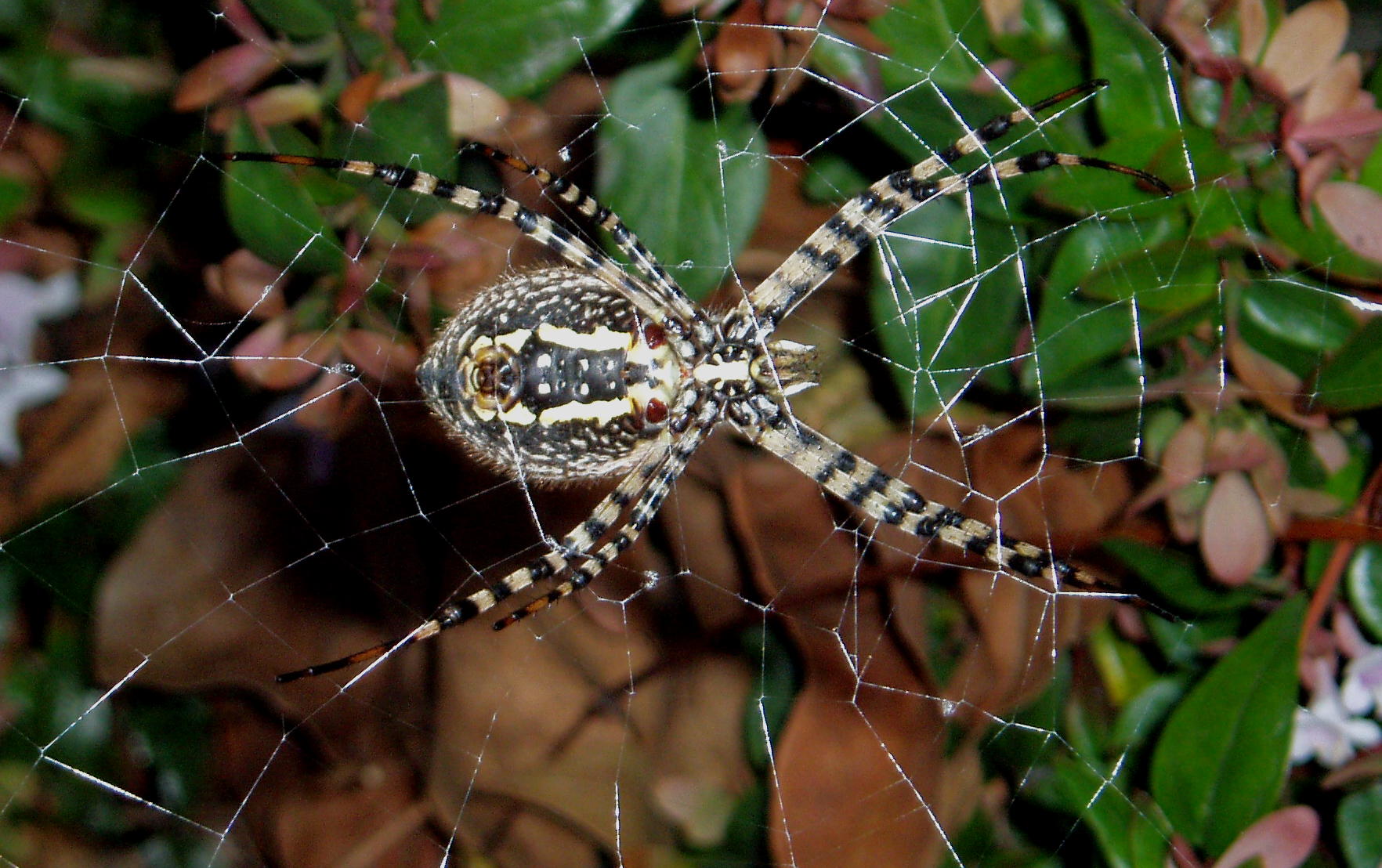 Starbucks spider